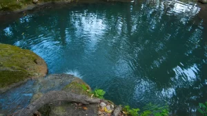cara membuat kolam renang natural