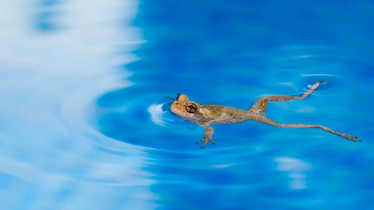 hewan masuk kolam renang