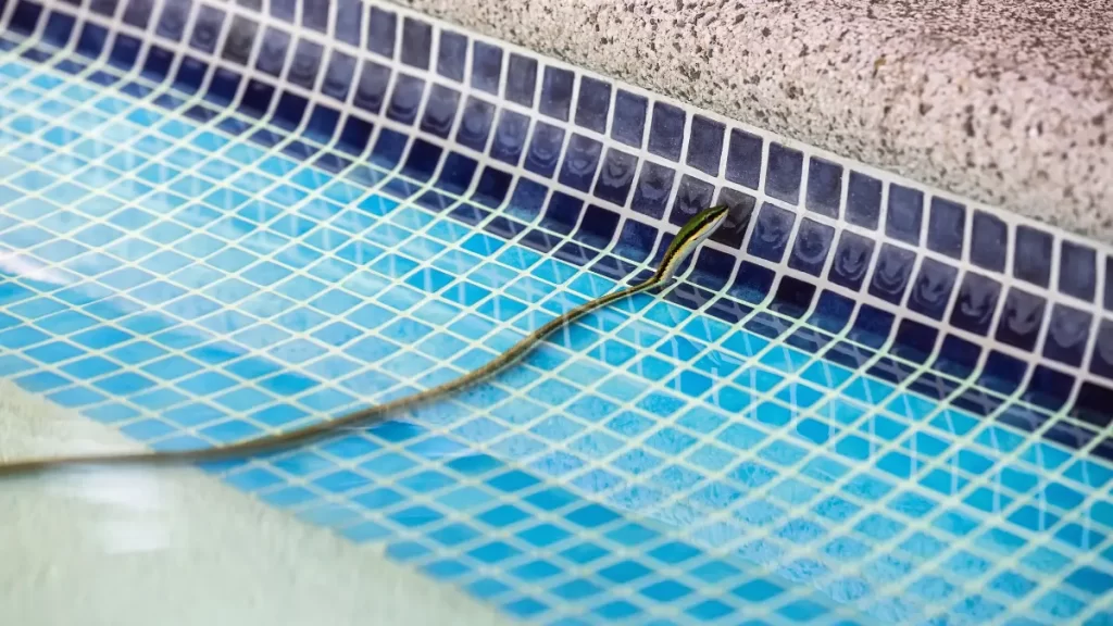 Saat Hewan Masuk Kolam Renang, Apakah Ada Pengaruhnya?