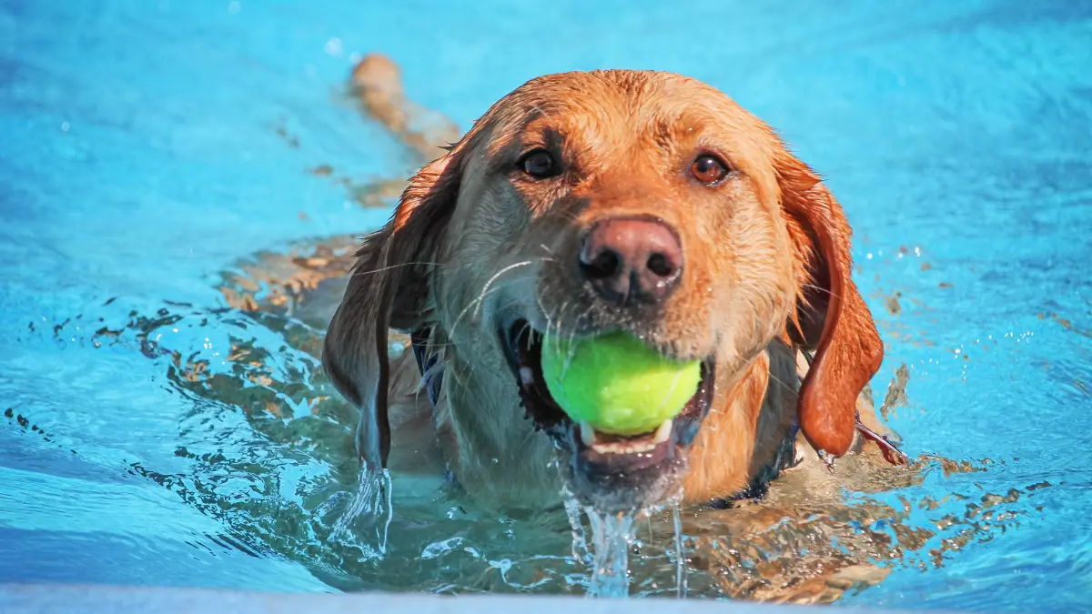 anjing berenang di kolam