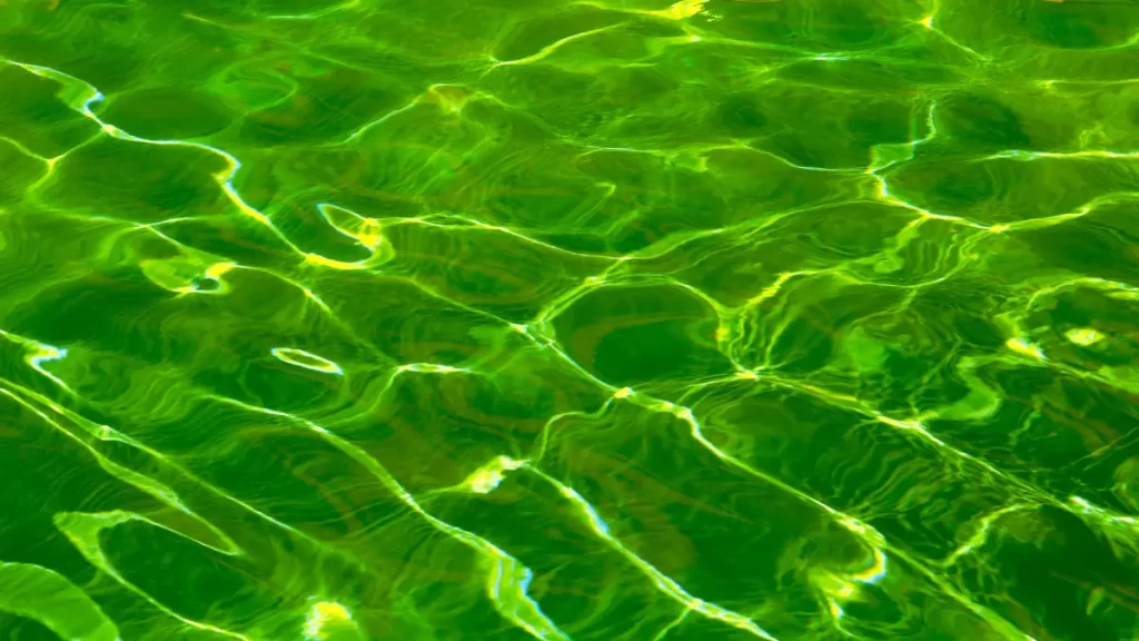 Air Kolam Renang Warna Hijau, Apa Aman Untuk Berenang?