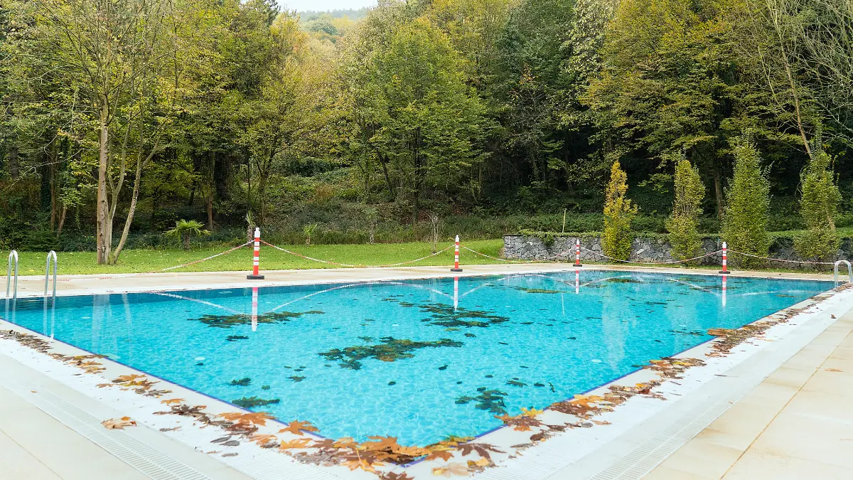 fungsi pohon di kolam renang
