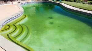 kolam renang air asin berwarna hijau